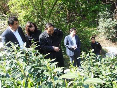 六百里猴魁茶葉基地建設(shè)促.jpg 六百里猴魁茶葉基地建設(shè)促.jpg