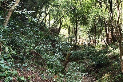 林業(yè)產(chǎn)業(yè)化龍頭企業(yè).jpg 林業(yè)產(chǎn)業(yè)化龍頭企業(yè).jpg