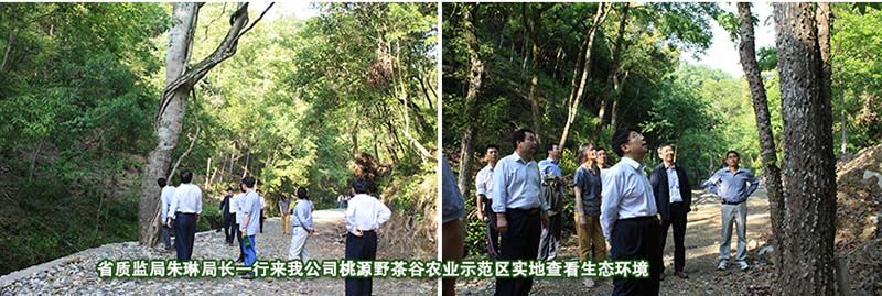 考察桃源野茶谷示范區(qū).jpg 考察桃源野茶谷示范區(qū).jpg