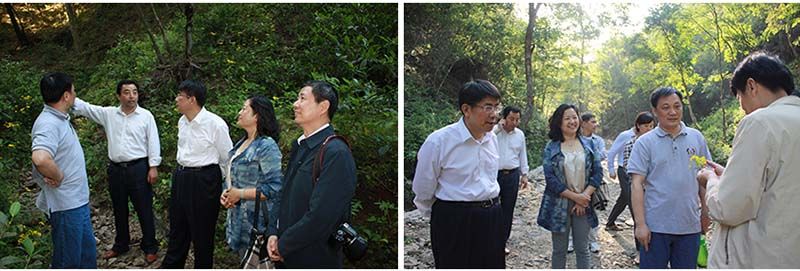 考察桃源野茶谷示范區(qū).jpg 考察桃源野茶谷示范區(qū).jpg