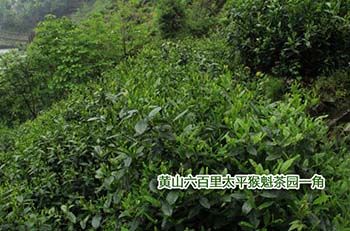 1471492741137047.jpg 徽主流媒體走進(jìn)1.jpg