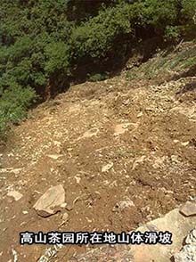 1471250139556314.jpg 六百里茶葉基地了解洪災(zāi)情況1.jpg