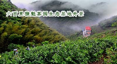 太平猴魁基地.jpg 太平猴魁基地.jpg