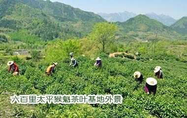 猴魁本質(zhì).jpg 猴魁本質(zhì).jpg