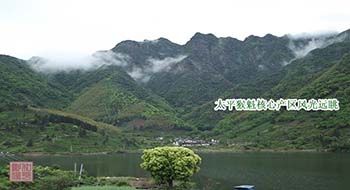 太平猴魁基地.jpg 太平猴魁基地.jpg