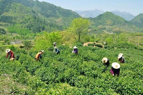 1471228503351526.jpg 春茶收購價(jià)降一成.jpg